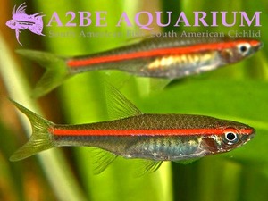 레드라인 라스보라 / Red line Rasbora (5마리)