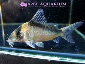 코리도라스 이미테이터 / Corydoras imitator wild 성어급 (特大 Size!) 