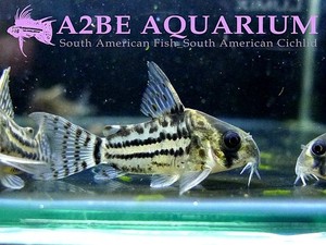 코리도라스 슈왈츠 / Corydoras Schwarzii wild