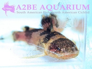 범블비 캣피쉬 / Bumble Bee Catfish / Leiocassiussiamensis (3.5cm 내외)