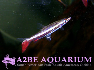 에쿠에스 레드펜슬 (Nannostomus Eques Red)