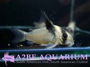 코리도라스 스팟 버게시 / Corydoras sp &quot;Spotted Burgesi wild (성어급)