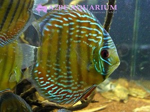 Discus wild &quot;Alenquer Cuipeua Red&quot; (12113A)