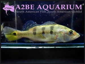 씨클라 모노쿨러스 Cichla monoculus var. CROSS (2마리 1세트) 11-13cm급