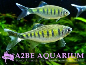 인도야생 바릴리우스 카나렌시스 / Barilius canarensis wild [Rare Fish Special] (7cm전후) [3마리 1세트] 