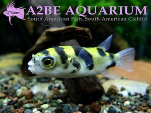 남미복어 (Amazon puffer) / Colomesus asellus wild (3cm전후) 3마리 