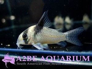 코리도라스 스팟 버게시 / Corydoras sp &quot;Spotted Burgesi wild (성어급) 6마리