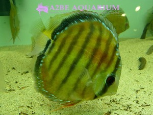 Discus wild &quot;CAMETA&quot; (15cm up)