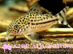 코리도라스 다이조브다에 / Corydoras sp 다이조브다에 F1 (3마리)(2~3cm전후)