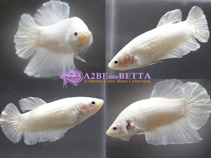 [1Pair Set] 화이트 플래티넘 자이언트 플라캇 한쌍 / Thailand InterFish &quot; White Platinum Giant &quot; Plakat / [150804_C1_setA]