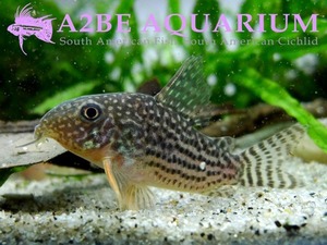 코리도라스 스터바이 / Corydoras Sterbai (4cm전후)(5마리)  