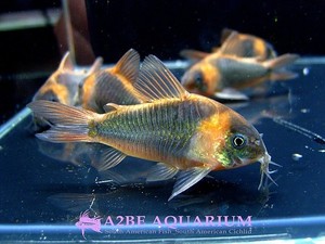 야생수입 축양완료] 코리도라스 슈퍼 에쿠스 / Corydoras super eques wild [성어급] 