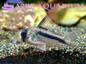 코리도라스 악셀로디 디케리 블랙핀 / Corydoras axelrodi deckeri &quot;Black Fin&quot;wild [3마리 1세트]