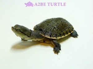 Hilaire&#039;s side neck Turtle 힐러리 사이드넥 (베이비)