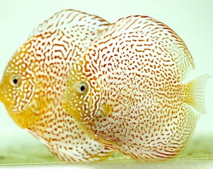 Discus Sakura Leopard / 디스커스 사쿠라 레오파드 [15-16cm전후 성어급 한쌍]