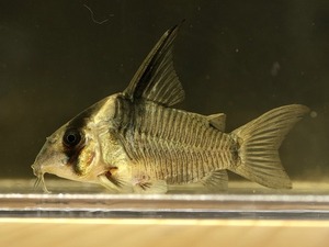 코리도라스 레섹스 / Corydoras sp &quot;LESSEX&quot; wild (성어급)