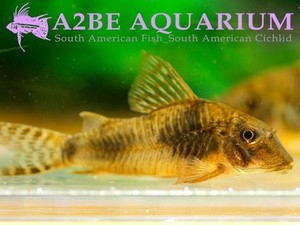 코리도라스 엘리사에 / Corydoras ellisae wild (3-4cm) 3마리