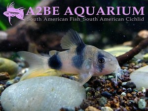 코리도라스 와이쯔마니 / Corydoras weitzmani (3cm전후) 3마리 