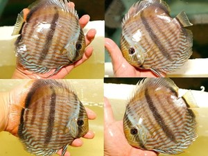 야생 디스커스 &quot;느하문다 블루 헤켈&quot; / &quot;NHAMUNDA BLUE HECKEL&quot; DISCUS ( 16cm up / Large size ) 