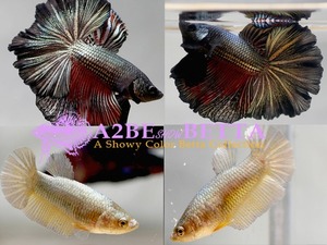 로즈테일 코퍼 레드 하프문 한쌍  / Rose Tail Copper Red HM 1pair / [ 1211_setF ]