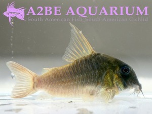 코리도라스 컨컬러 점보 / Corydoras Concolor wild (7~8cm) 성어급