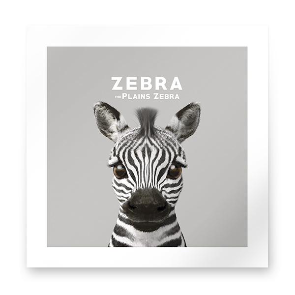 Zebra the Plains Zebra Art Print