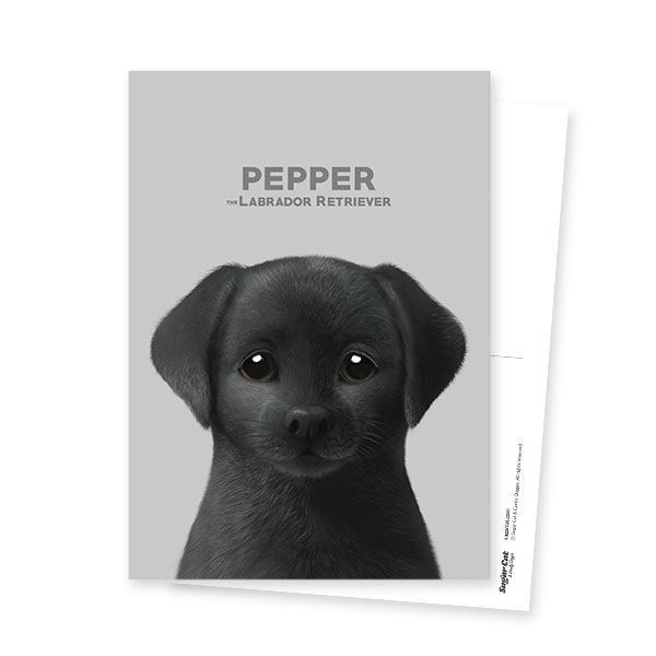Pepper the Labrador Retriever Postcard