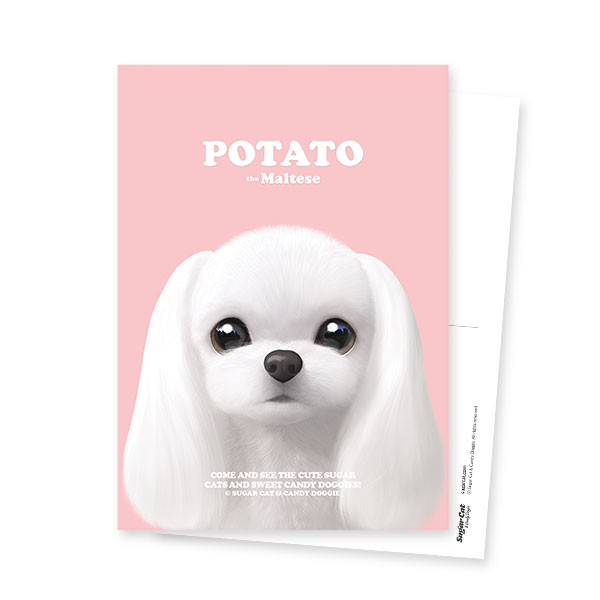 Potato the Maltese Retro Postcard