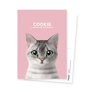 Cookie the American Shorthair Postcard