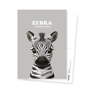 Zebra the Plains Zebra Retro Postcard