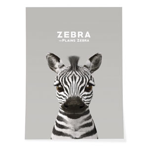 Zebra the Plains Zebra Art Poster