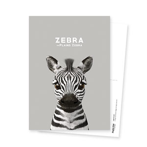 Zebra the Plains Zebra Postcard