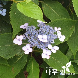 산수국 개화주