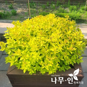 황금조팝 개화주 분뜨기 키30~40cm