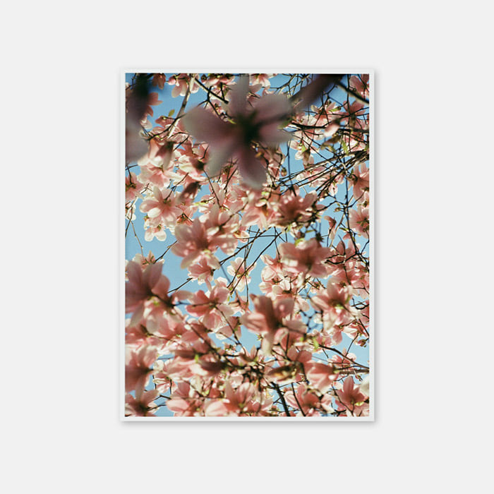 뚜누 Jangoxsu 작가 magnolia 0001 포스터