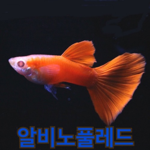 알비노풀레드구피 4 마리 (2쌍)