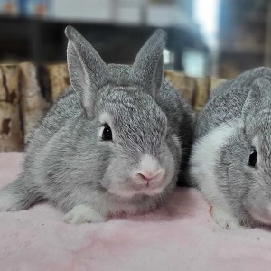 친칠라 토끼 (수컷,암컷 분양가능~)