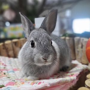 (2개월생)  친칠라 토끼 (수컷)