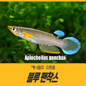 블루 팬착스 (1마리) Aplocheilus panchax
