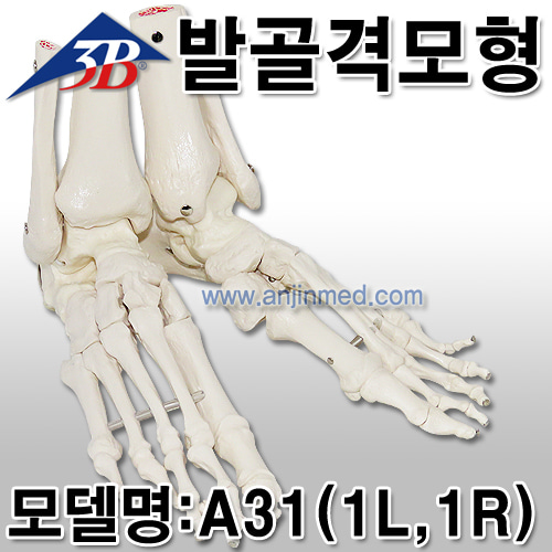 3B 발모형 (골격모형) 오른발(A31/1R),왼발(A31/1L) [EU생산] (a0333,a0334)