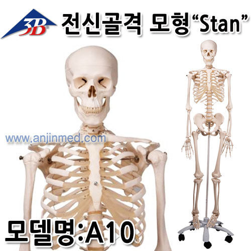 3B 전신모형 (Stan/골격모형/실제인체크기) 176.5 cm/9.57kg (모델:A10) [독일생산] (a2151)