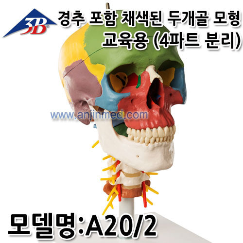 3B 두개골모형 (교육용/채색/경추포함/4파트 분리형) (모델:A20/2) [독일생산] (a2154)