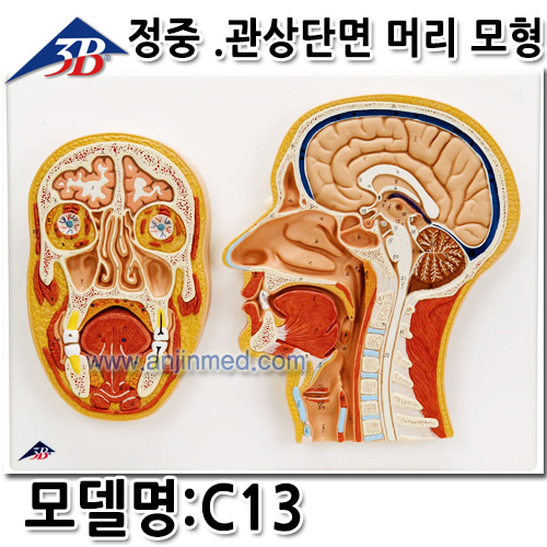 3B 머리모형 (정중,관상단면) (모델:C13) [독일생산] (a2164)