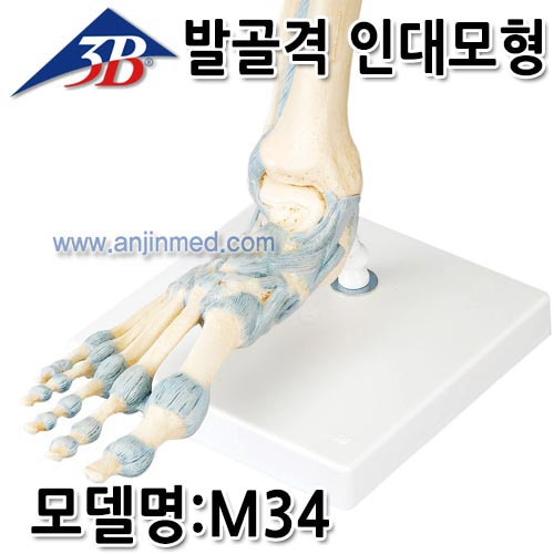 3B 발모형 (골격모형/인대) (모델:M34) [EU생산] (a2171)