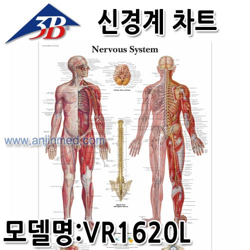 3B 신경계차트 (모델:VR1620L) [독일생산] (a2172)