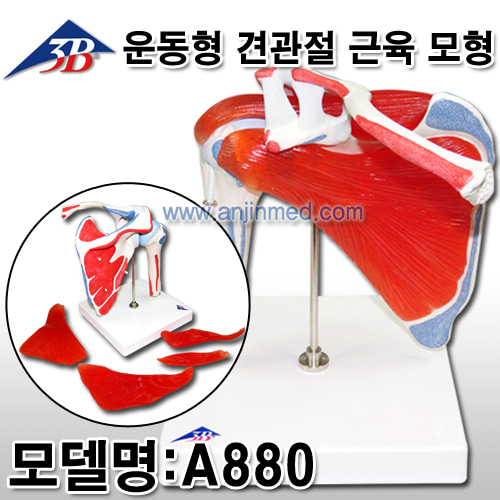 3B 견관절모형 (근육모형/회전근개가 있는 운동형 견관절 모형) (모델:A880) [독일생산] (a8748)