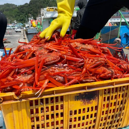 [단독센터] ★&quot;무료배송+라면 서비스&quot;★ : 구룡포 활 홍게찜 5kg