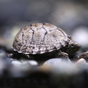 *미국수입 거북이-Farm Raised* 레이저백 머스크 터틀/Sternotherus carinatus (1마리)