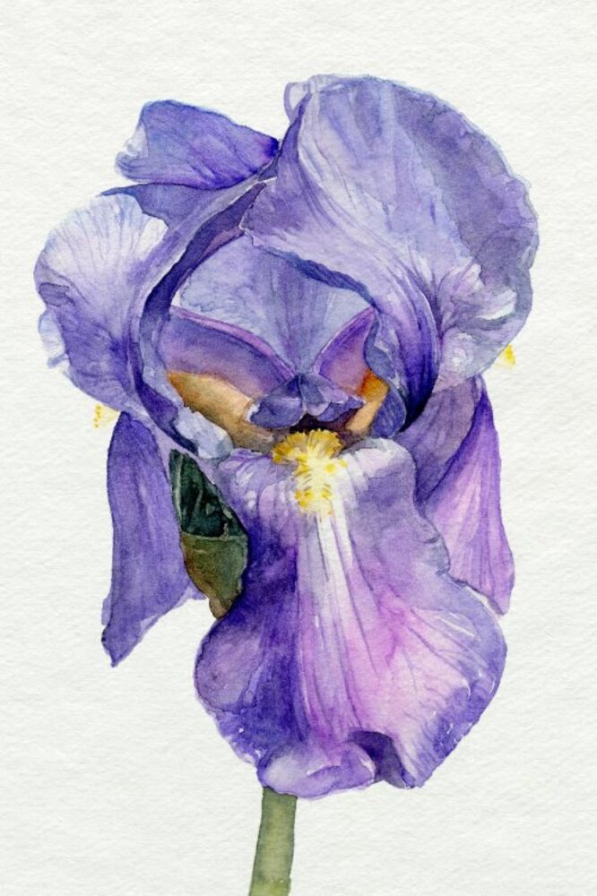 Iris in Bloom II