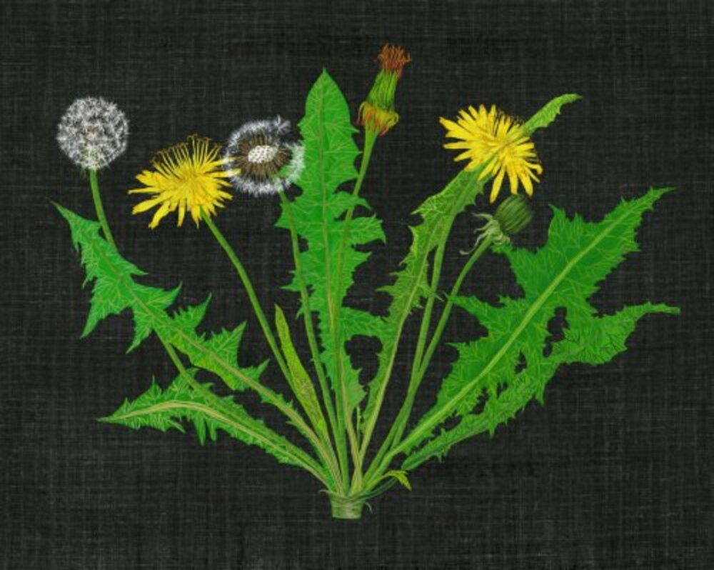 Wild Dandelion I